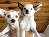 Chihuahua bebekler