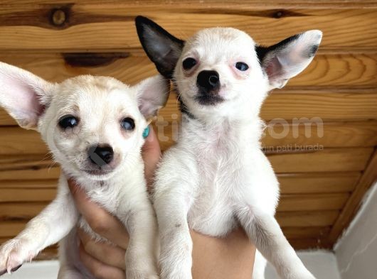 Chihuahua Bebekler