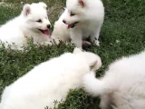 Samoyed Yavrularımız