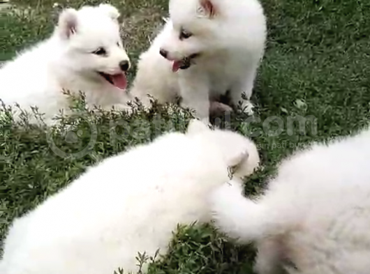 Samoyed Yavrularımız görsel
