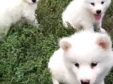 Samoyed Yavrularımız