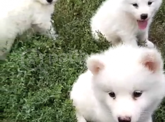 Samoyed Yavrularımız