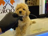 Safkan Malti̇poo Bebekler