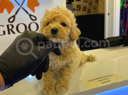 Safkan Malti̇poo Bebekler görsel