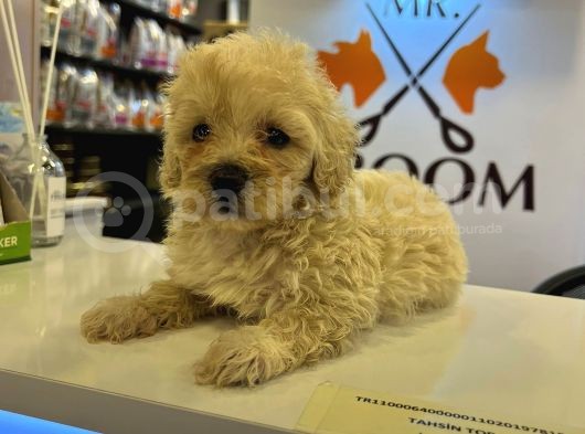 Safkan Malti̇poo Bebekler görsel