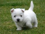 SÜS KÖPEĞİ ŞİRİN YAVRULAR