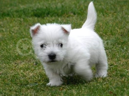 Süs Köpeği̇ Şi̇ri̇n Yavrular