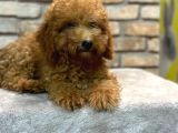 5 Aylık Dişi Toy Poodle