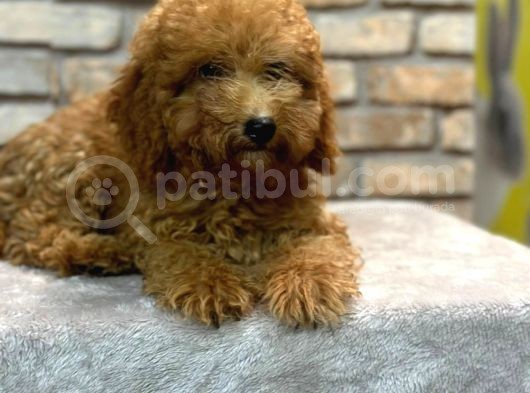 5 Aylık Dişi Toy Poodle