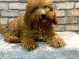 5 Aylık Dişi Toy Poodle