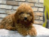 5 Aylık Dişi Toy Poodle