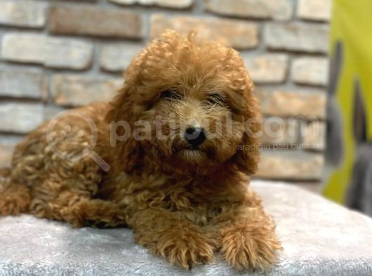 5 Aylık Dişi Toy Poodle görsel