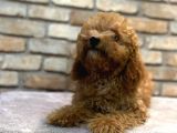 5 Aylık Dişi Toy Poodle