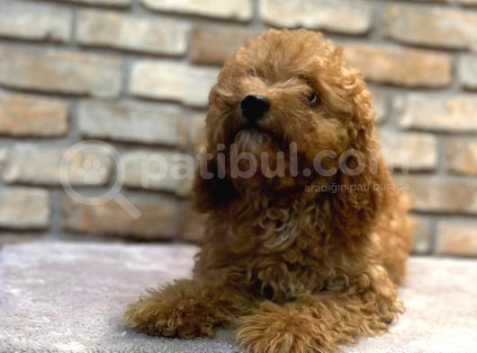 5 Aylık Dişi Toy Poodle görsel