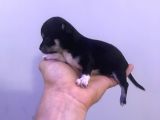 Chihuahua Bebekler