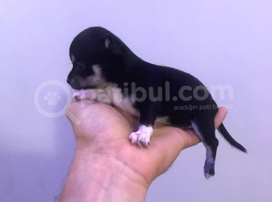 Chihuahua Bebekler görsel
