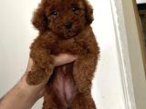 A kalite  üretim Çitliğimizden ped eğitimli poodle 