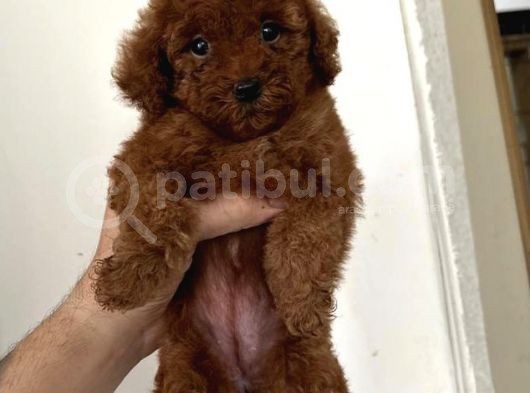 A Kalite  Üretim Çitliğimizden Ped Eğitimli Poodle 