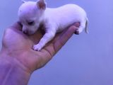 Chihuahua Bebekler