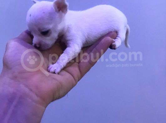 Chihuahua Bebekler görsel