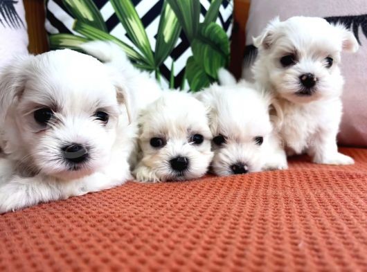 Maltese Bebeklerimiz