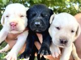 Renk renk labrador yavrular