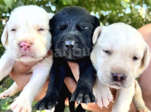 Renk Renk Labrador Yavrular