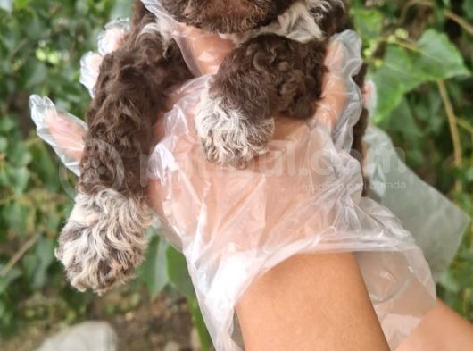Lagotto Yavru Bebek görsel