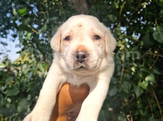 Renk Renk Labrador Yavrular görsel