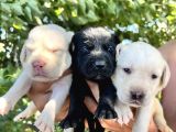 Renk Renk Labrador Yavrular