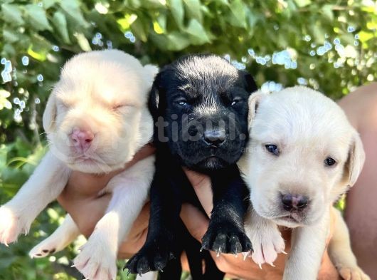Renk Renk Labrador Yavrular görsel