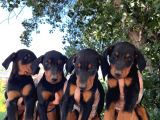 Doberman Yavrular