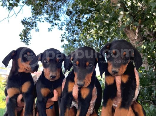 Doberman Yavrular görsel