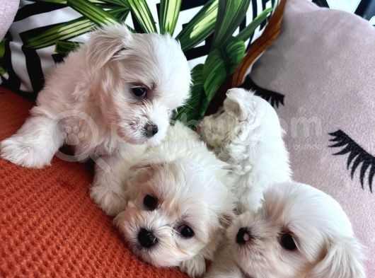 Maltese Bebeklerimiz görsel