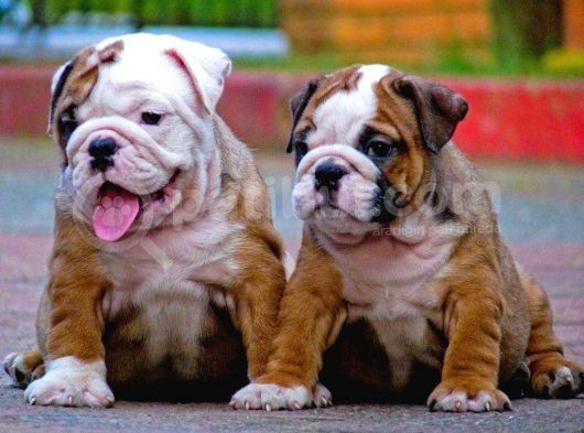 Düşük Surat İngi̇li̇z Buldogg Yavrular 