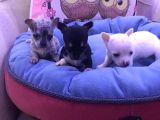 Chihuahua Bebekler