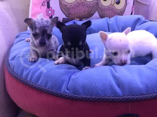 Chihuahua Bebekler görsel