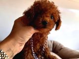 Tuvalet Eğitimli Toys Poodle