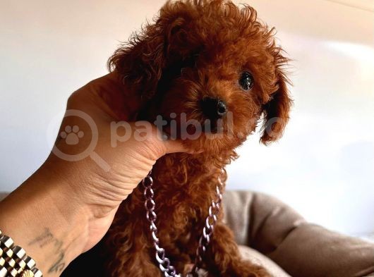 Tuvalet Eğitimli Toys Poodle görsel