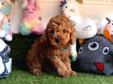 TÜY DÖKMEZ KOKU YAPMAZ TOY POODLE YAVRULARIMIZ