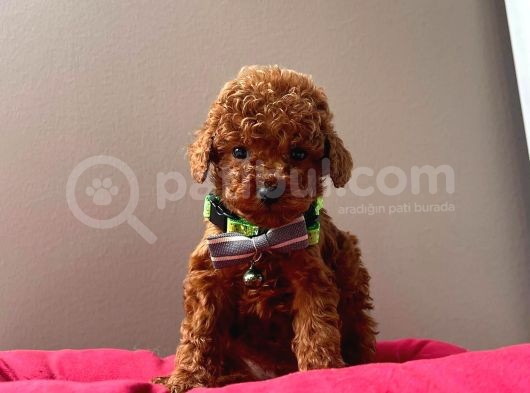 Red Brown Mi̇ni̇ Toy Poodle Bebekleri̇mi̇z