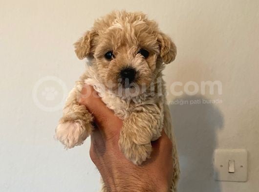 Malti̇poo Bebekleri̇mi̇z görsel