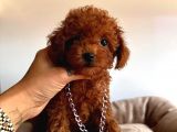 Tuvalet Eğitimli Toys Poodle