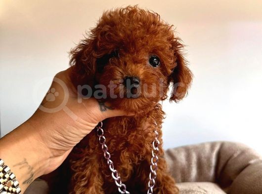 Tuvalet Eğitimli Toys Poodle görsel
