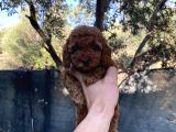 Toypoodle Kore Red Brown Bebekler