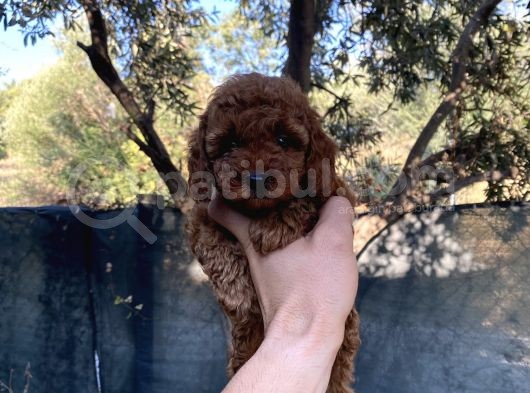 Toypoodle Kore Red Brown Bebekler görsel