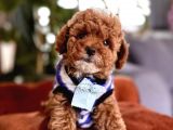 Asi̇l Kan Göz Kamaştirici Toy Poodle Irkimiz