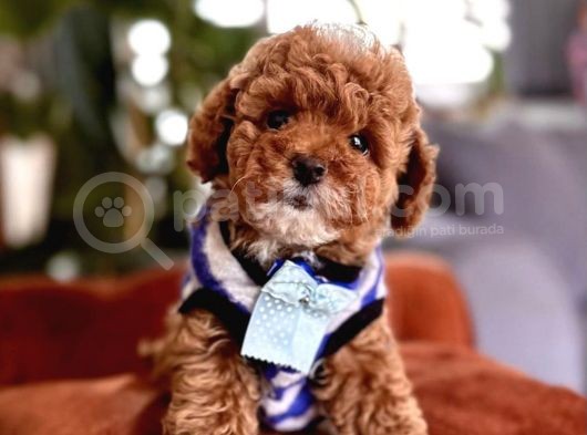 Asi̇l Kan Göz Kamaştirici Toy Poodle Irkimiz görsel