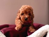 Red Brown Mi̇ni̇ Toy Poodle Bebekleri̇mi̇z