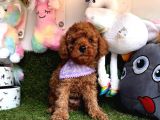 Tüy Dökmez Koku Yapmaz Toy Poodle Yavrularimiz